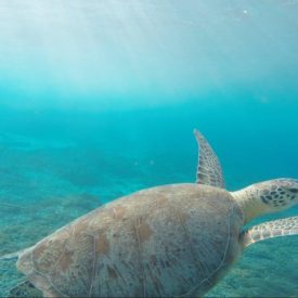 Som introvert er du mere skildpadde end hare